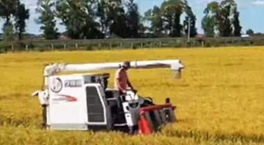 風吹稻浪！吉林舒蘭水稻喜開鐮